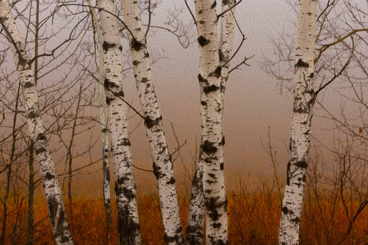 Fall Birch Trio - 1