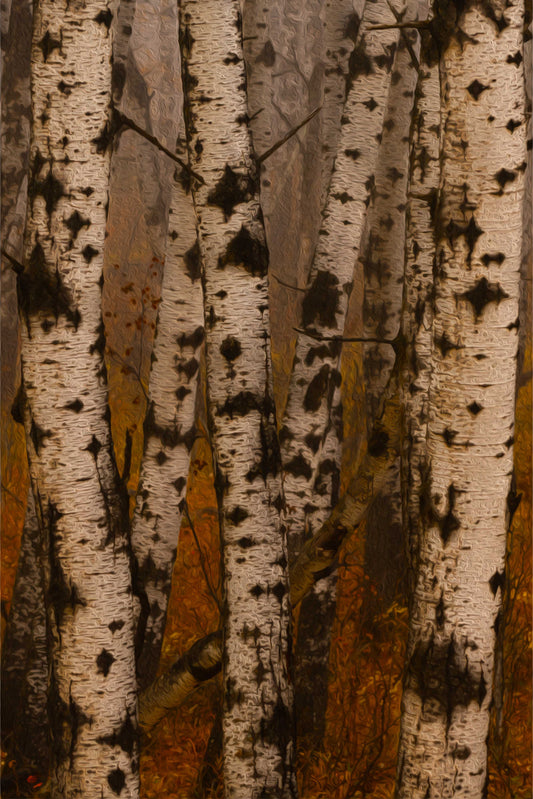 Fall Birch Trio - 2