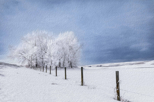 Frosted Fence Line