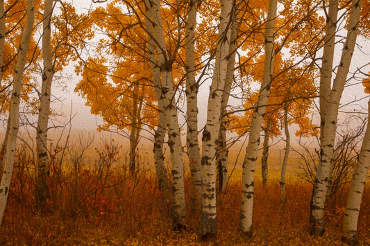 Quaking Aspen