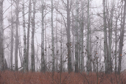 Sleeping Birches Trilogy - 1