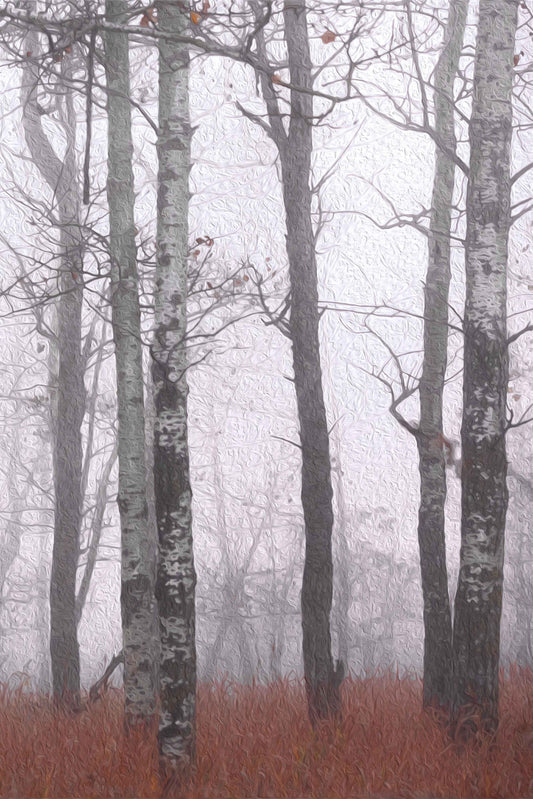 Sleeping Birches Trilogy - 3