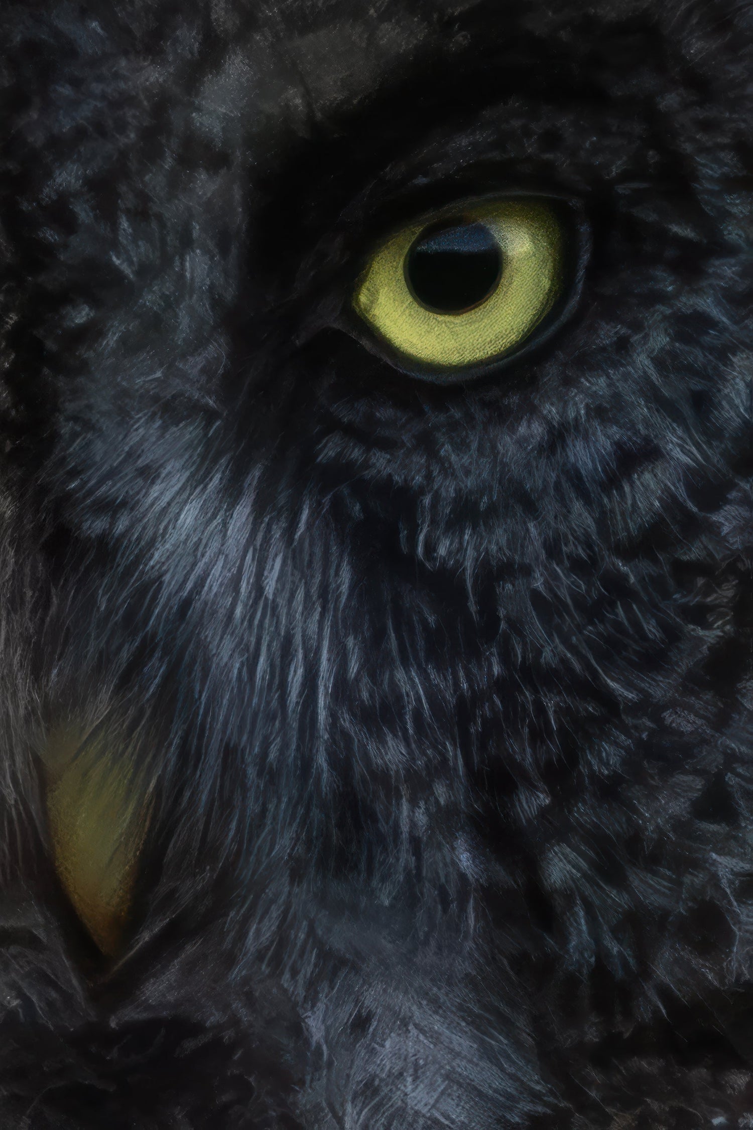 Great Grey Owls