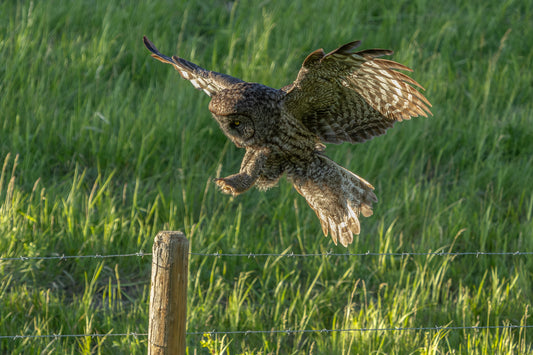 Great Grey Approach 9630