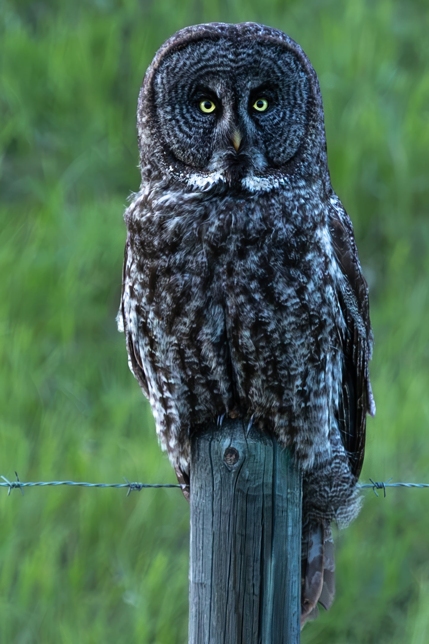 The Great Grey Stare 1249