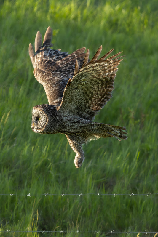 Great Grey Fly By 9615