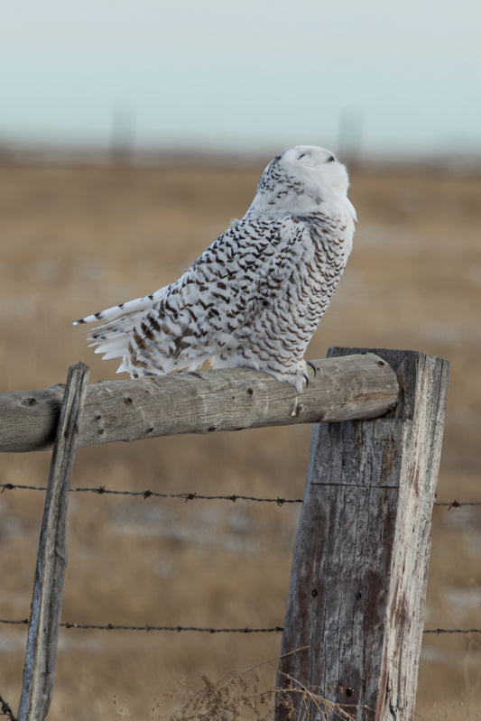 Snowy Owl - 1166_P
