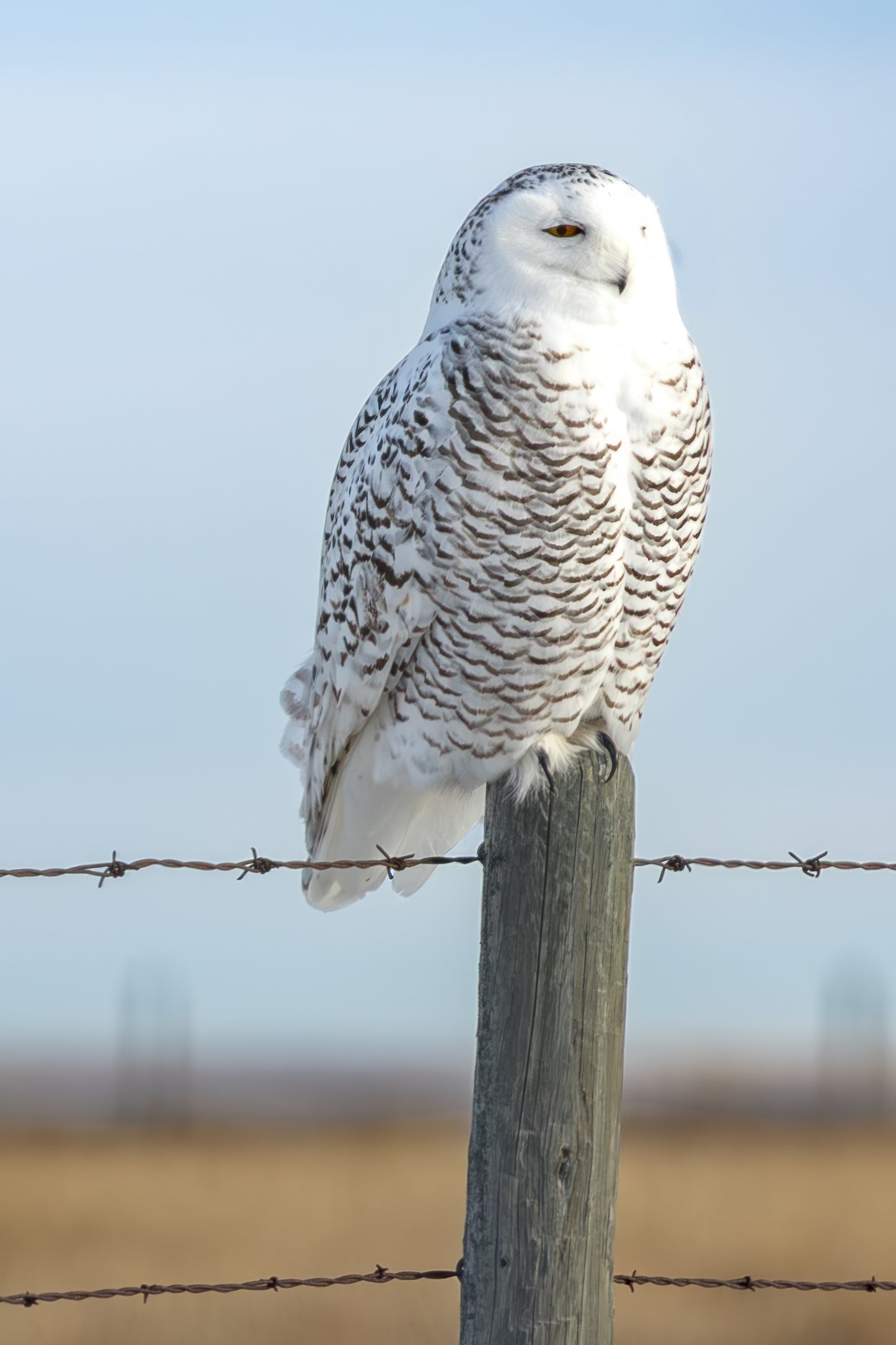 Snowy Owl 1599_P