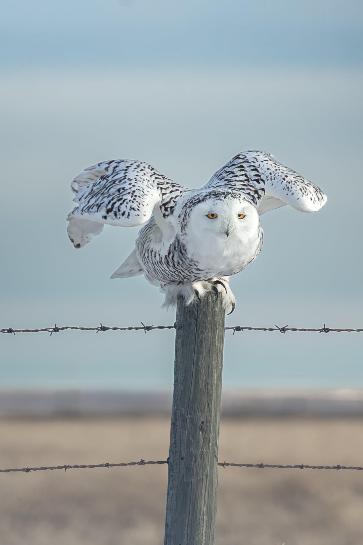 Snowy Owl 1608_P