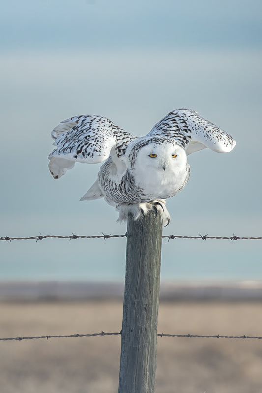 Snowy Owl 1608_P