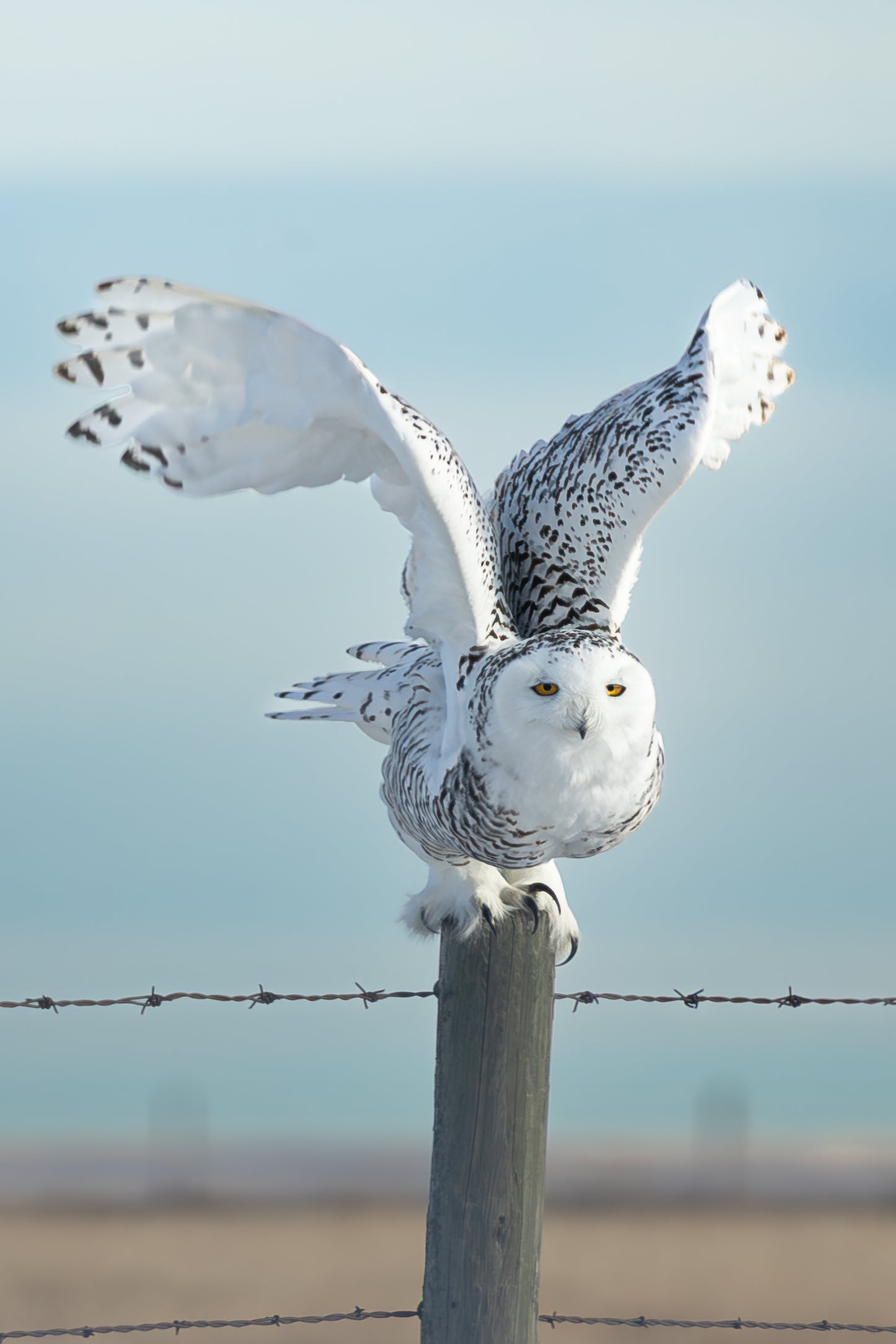 Snowy Owl - Ready for Departure 1609_P