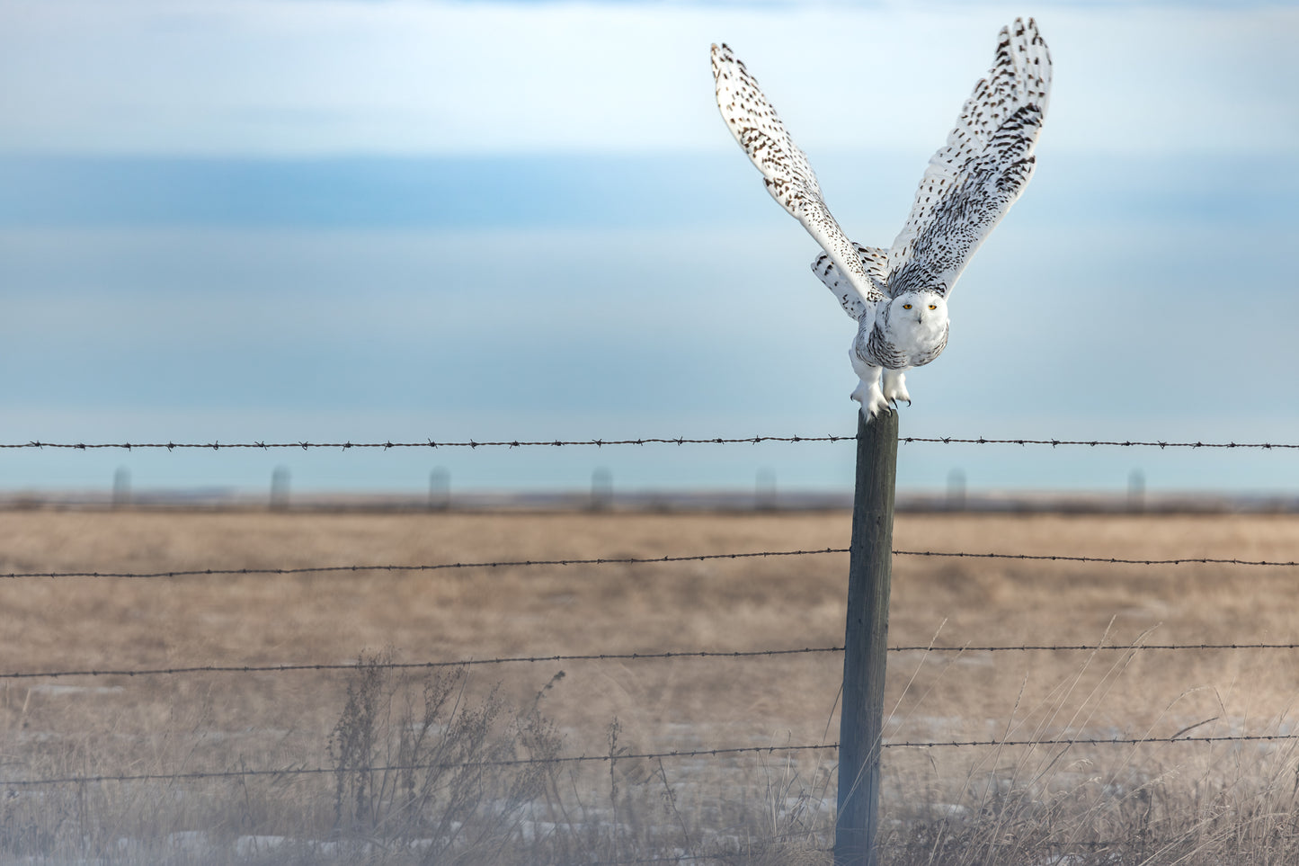 Snowy Owl - 1610_L