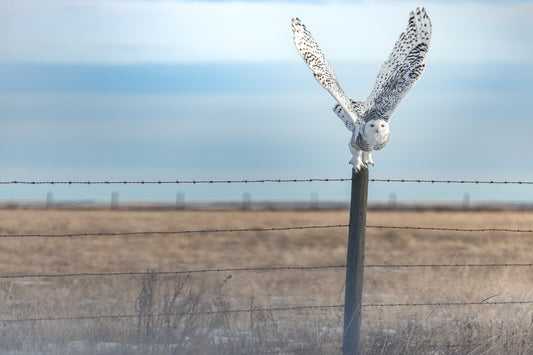 Snowy Owl - 1610_L