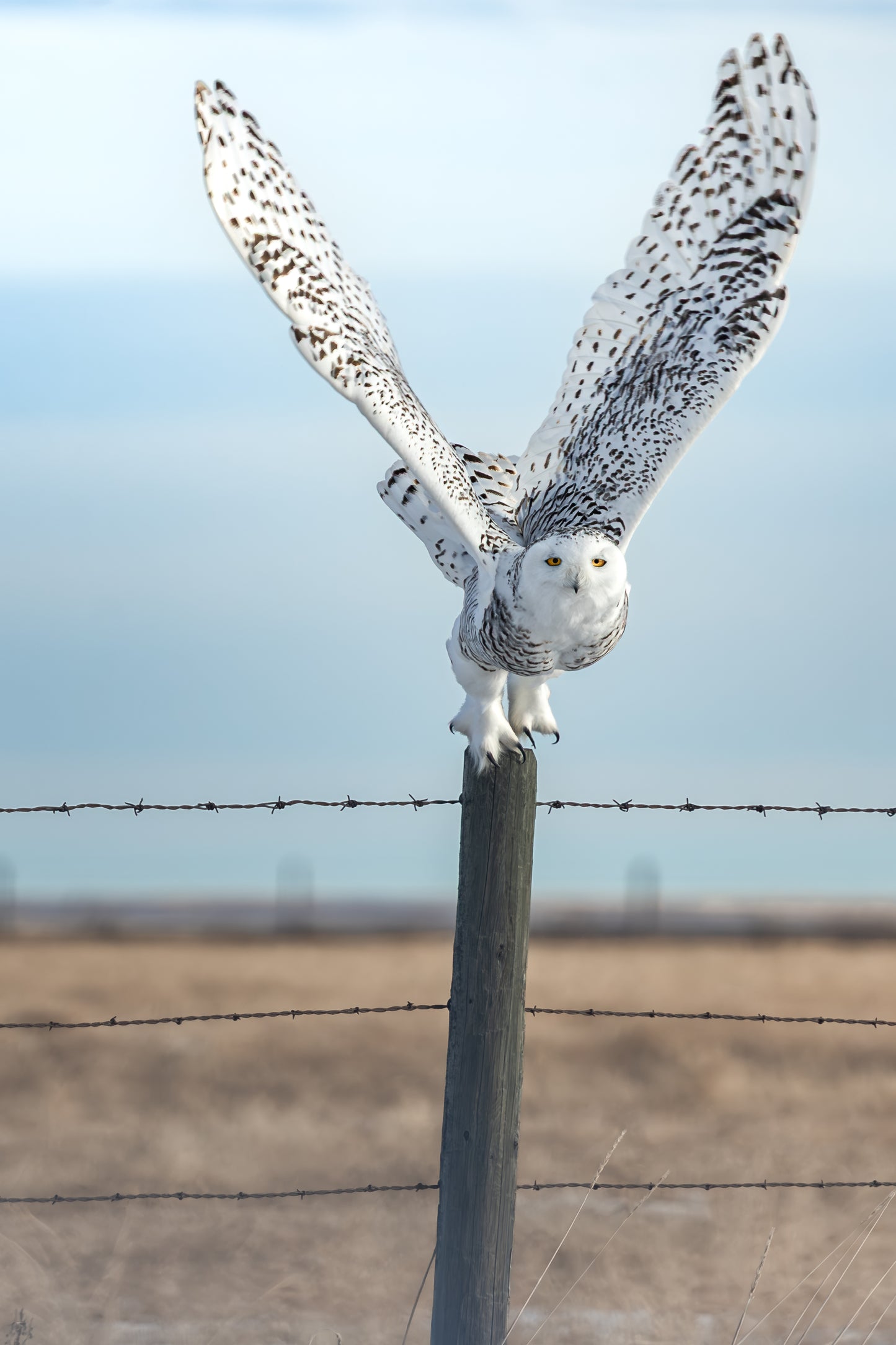 Snowy Owl - Angel Wings 1610_P