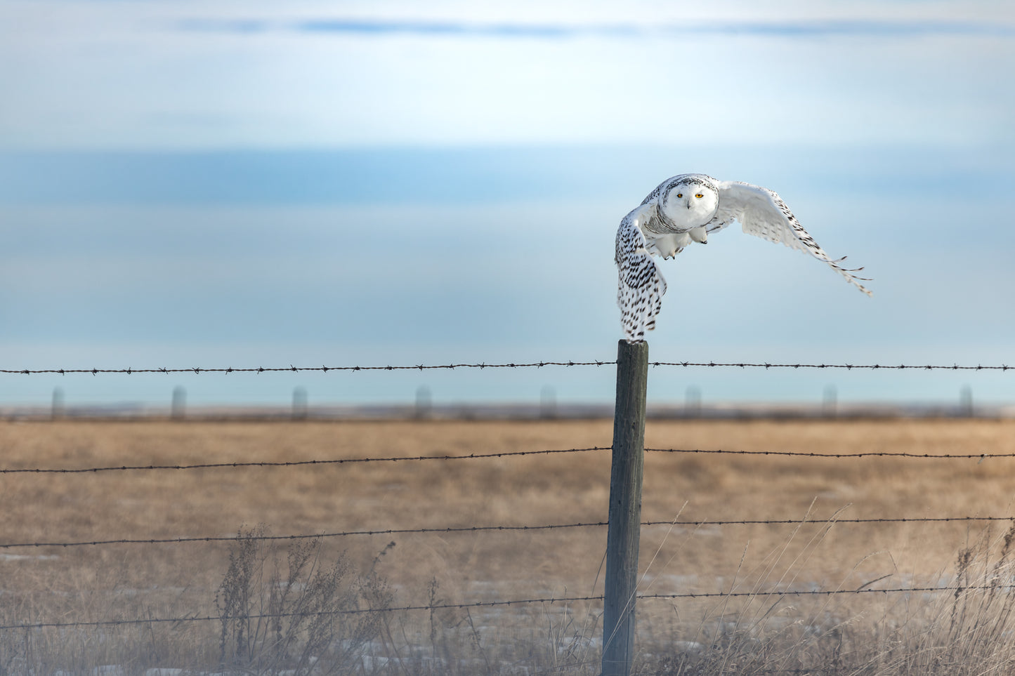 Snowy Owl - 1615_L