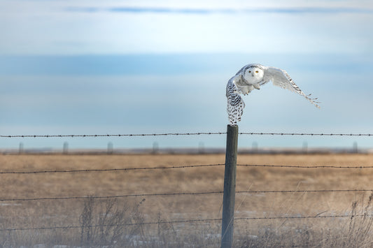 Snowy Owl - 1615_L