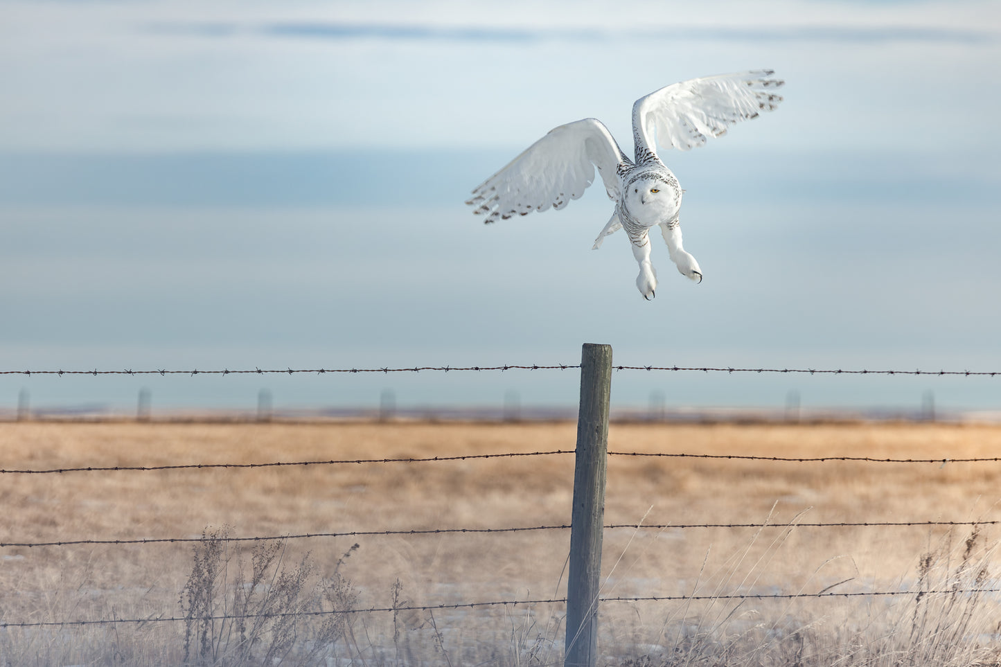 Snowy Owl - 1616_L