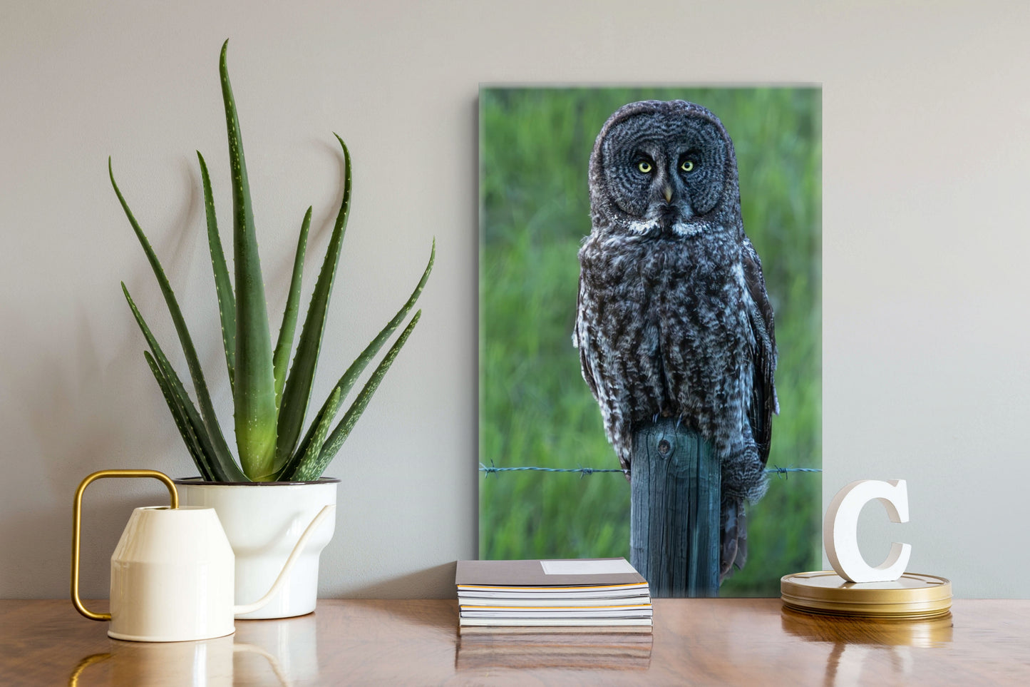 The Great Grey Stare 1249