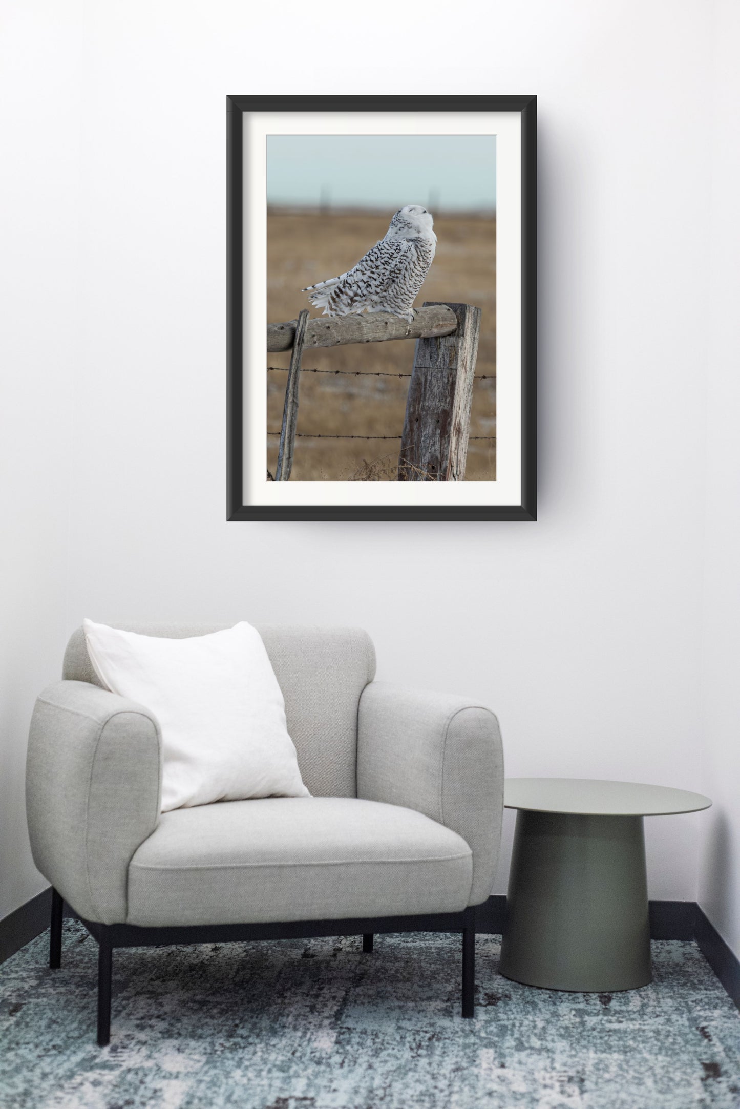 Snowy Owl - 1166_P