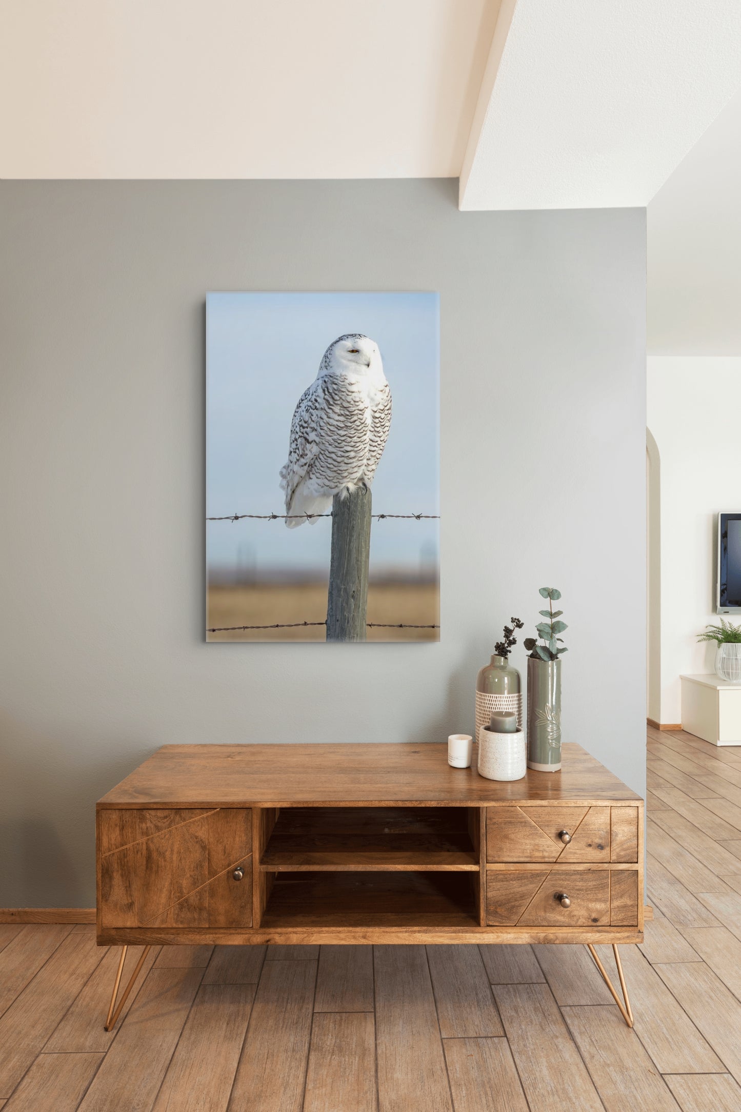 Snowy Owl 1599_P