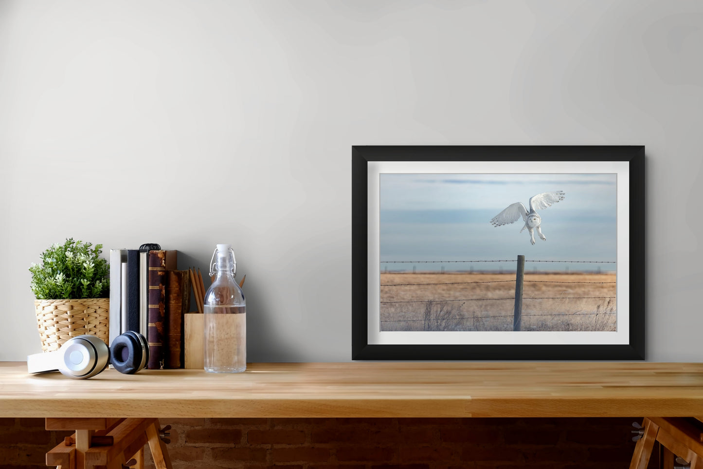 Snowy Owl - 1616_L